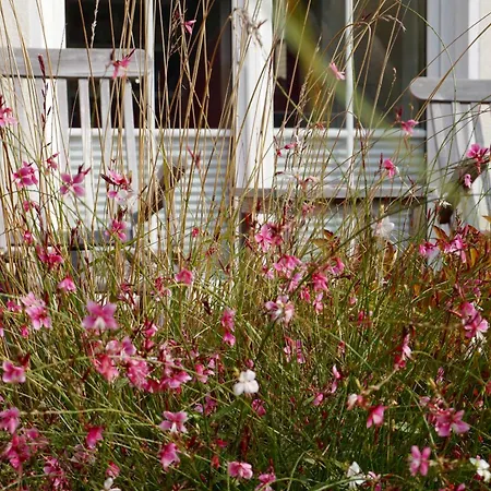 Windrose